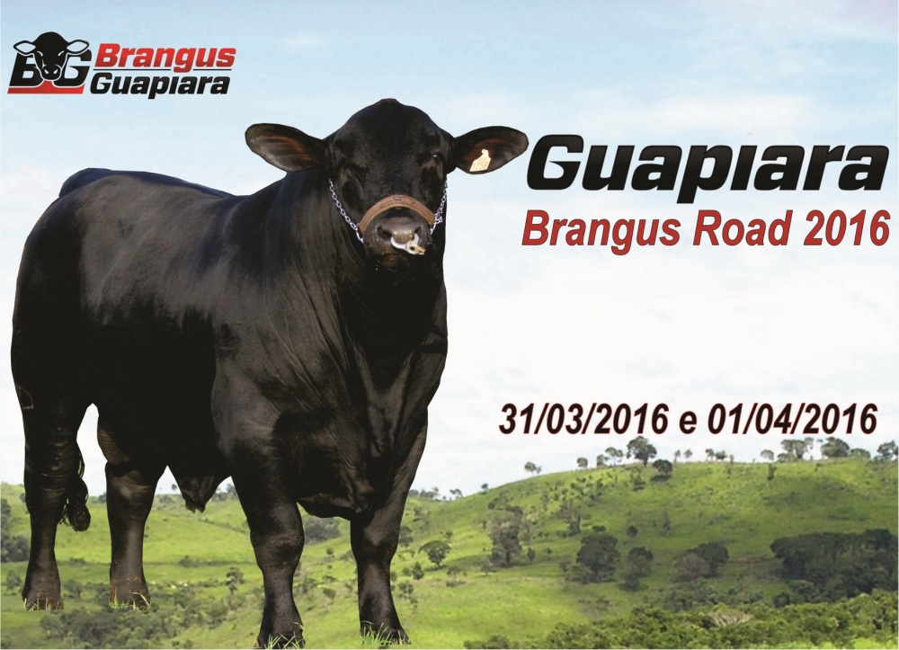 Guapiara Brangus Road 2016